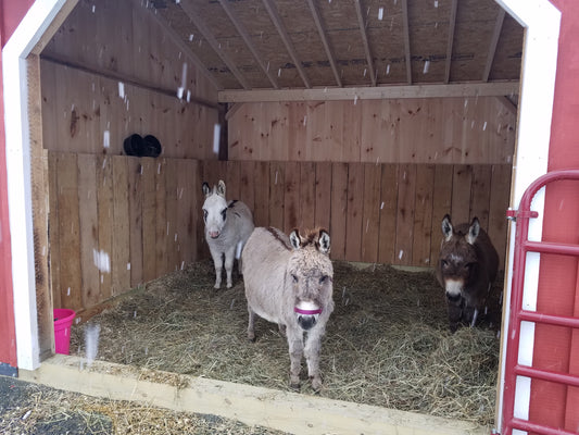 Bringing Home Donkeys of Joy