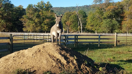 Donkey History