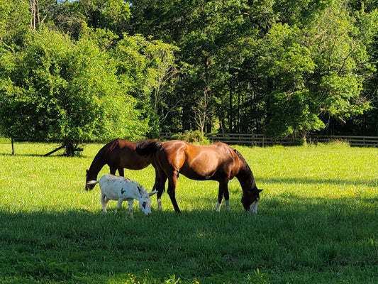 Some Differences Between Horses and Donkeys