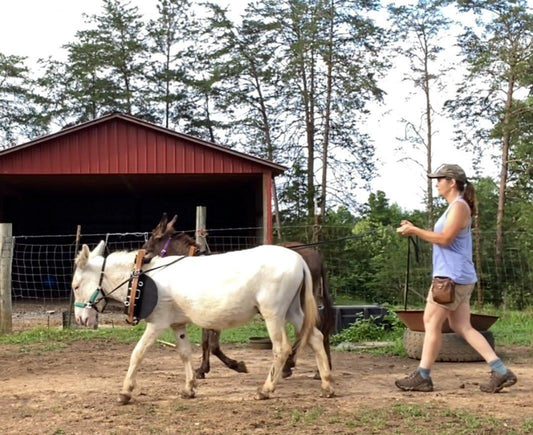 The Basics of Donkey Training