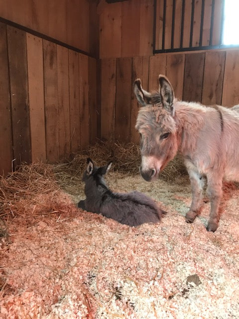 The Perfect Stall for your Newborn Baby Donkey