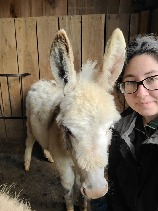 The Fantastic Benefits of Donkeys