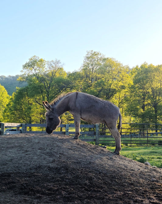 How Much Does a Miniature Donkey Cost?