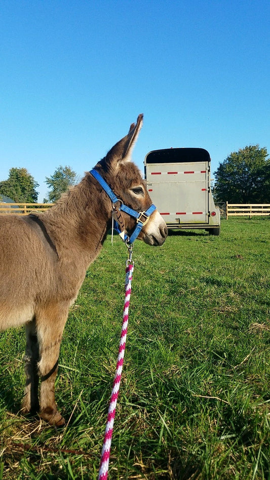 What to Expect when Expecting- A New to You Donkey!