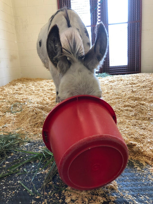 Bandit At Equine Hospital