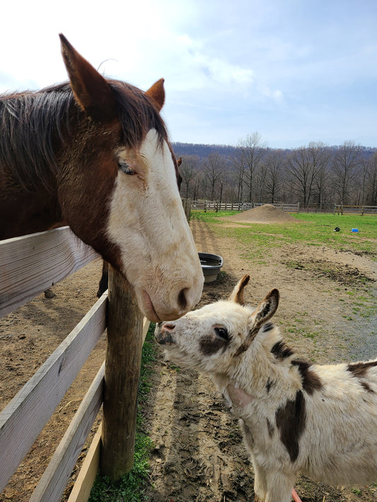 Why Every Horse Farm Needs a Donkey… or Eight