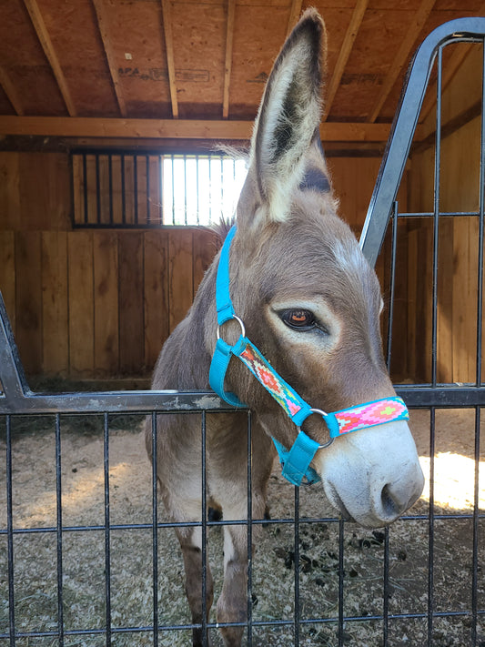 Accessorizing your Donkey with Halter Up!