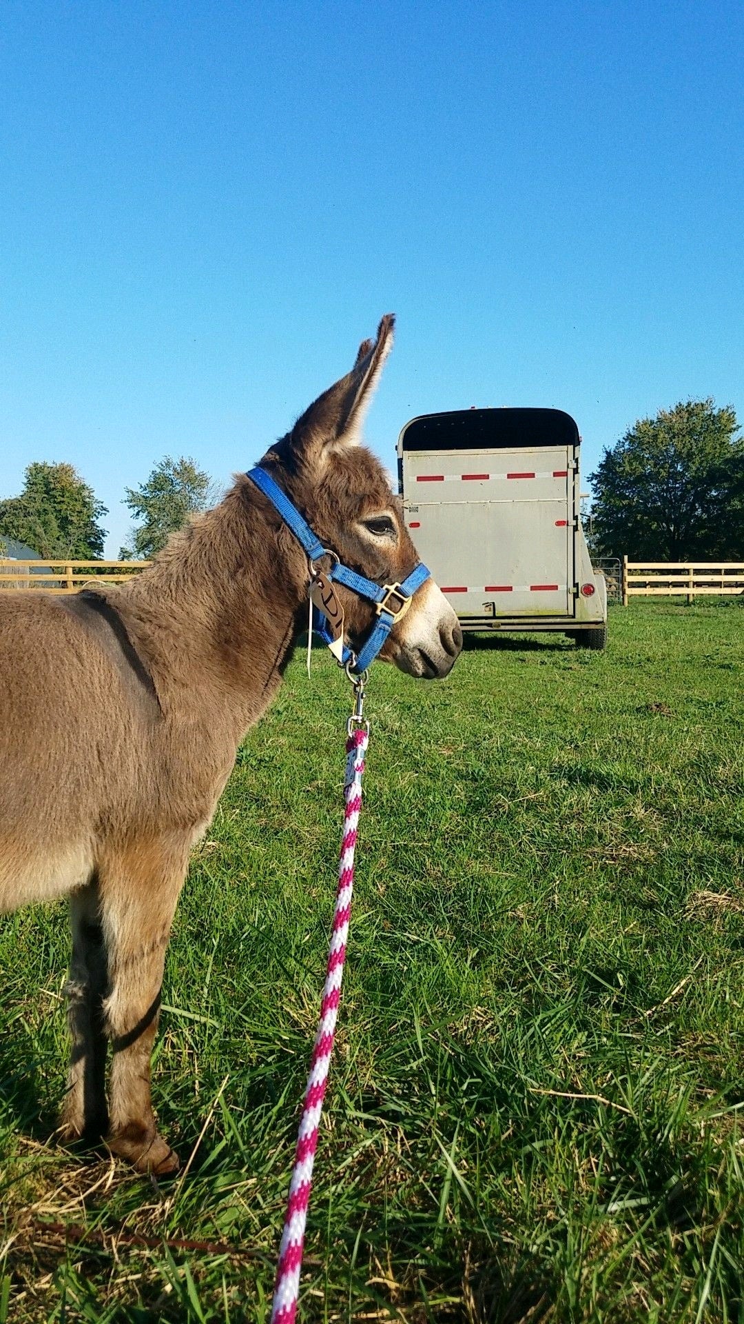 What to Expect when Expecting- A New to You Donkey!