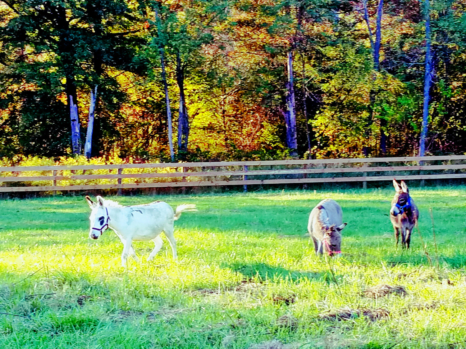 Three Mini Donkeys Grazing in grassy field