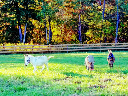 Date With A Donkey