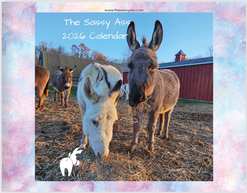 Calendar cover with donkeys and text 'The Sassy Ass 2026 Calendar' on a colorful border.
