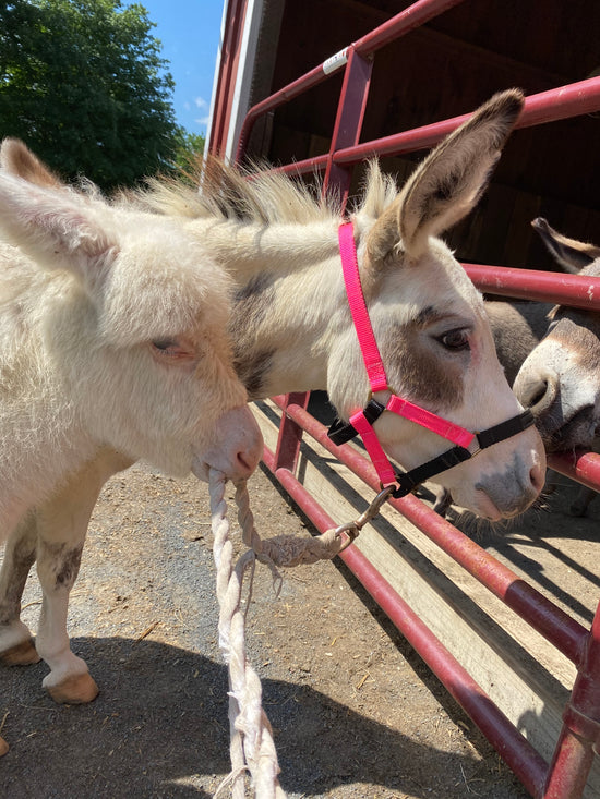 White Baby Donkey Holding on to mama donkey with a pink halter