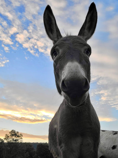 Wise Gray Donkey in Sunset
