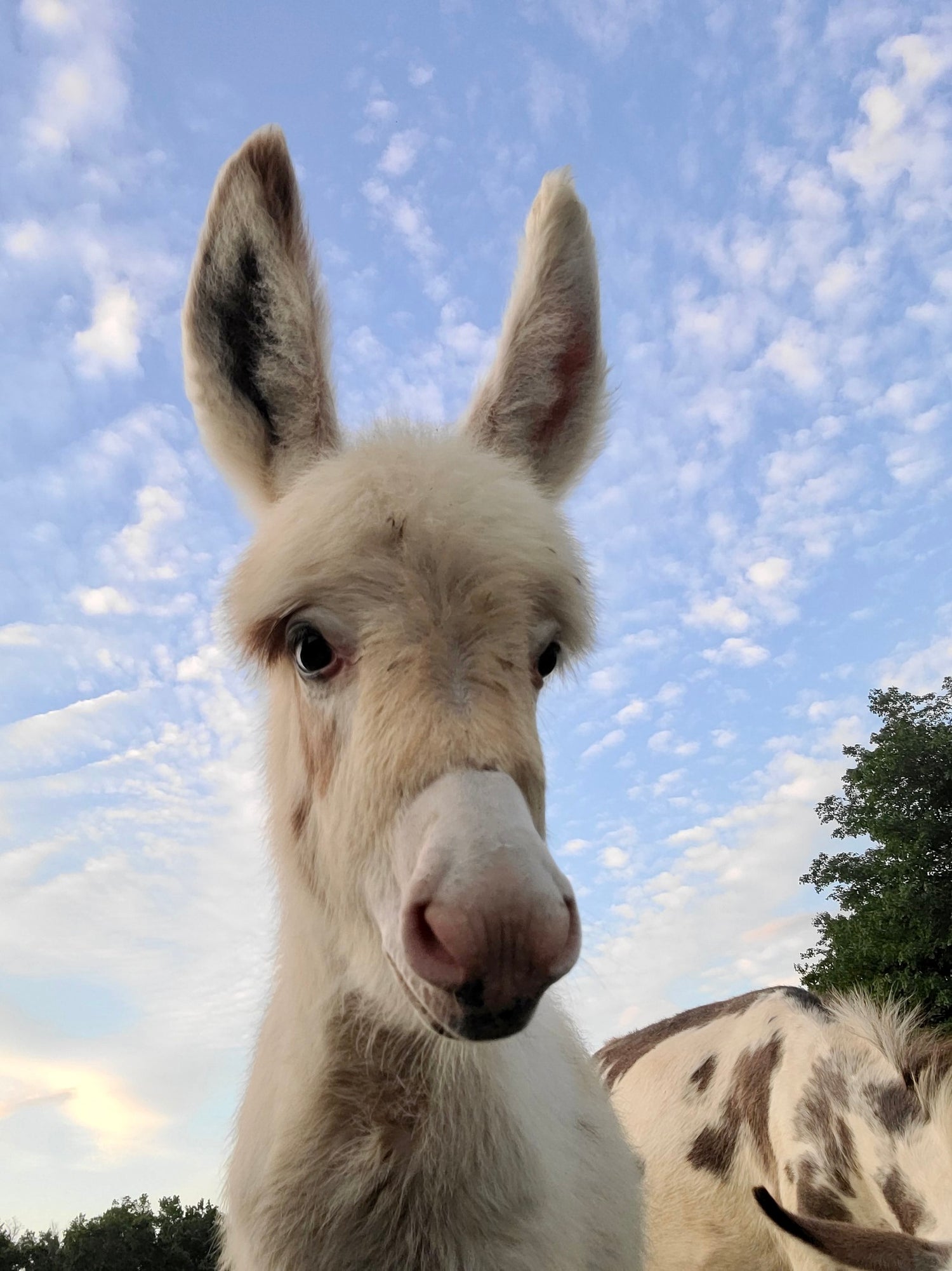 White Baby Donkey with Blue Sky and Clouds