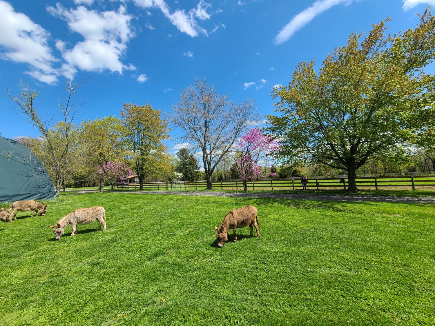 Miniature Donkeys in a green grassy field on a farm. Spring Time