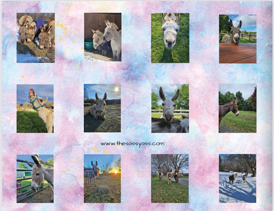 2026 Donkey Calendar - 12 Month